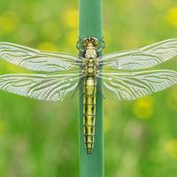 Black-Tailed Skimmer female 5 OLYMPUS DIGITAL CAMERA